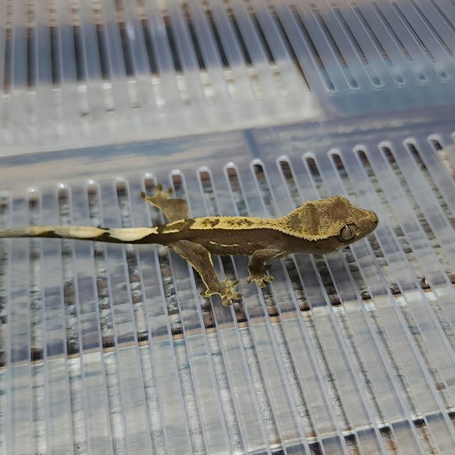 Het Axanthic