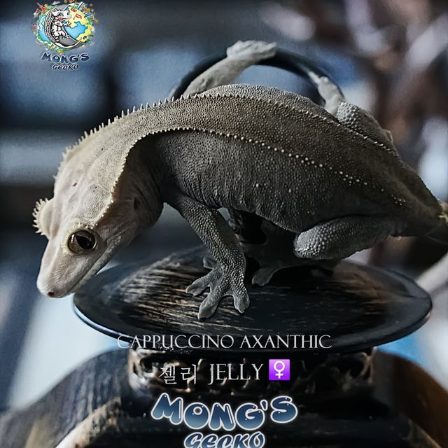 Axanthic Cappuccino