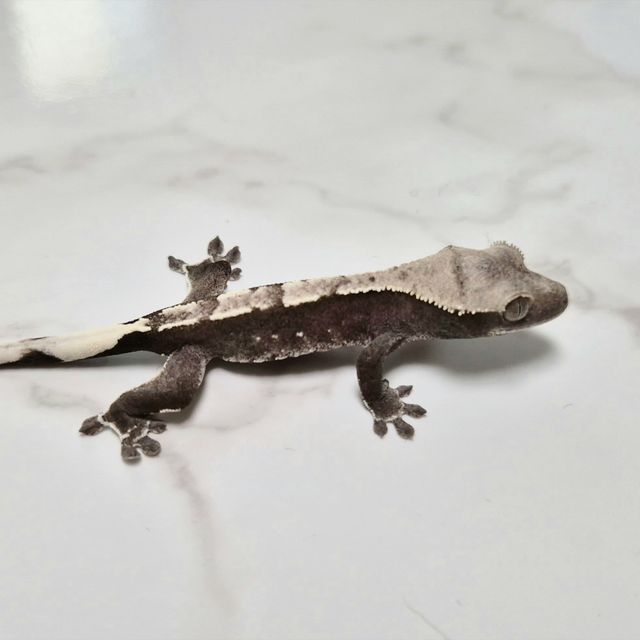 Axanthic