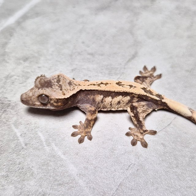 Het Axanthic Sable