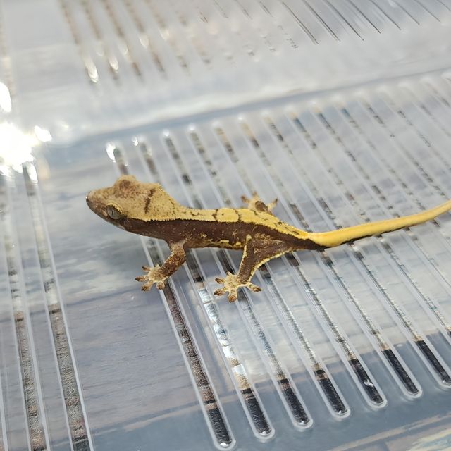 Lilly Het Axanthic
