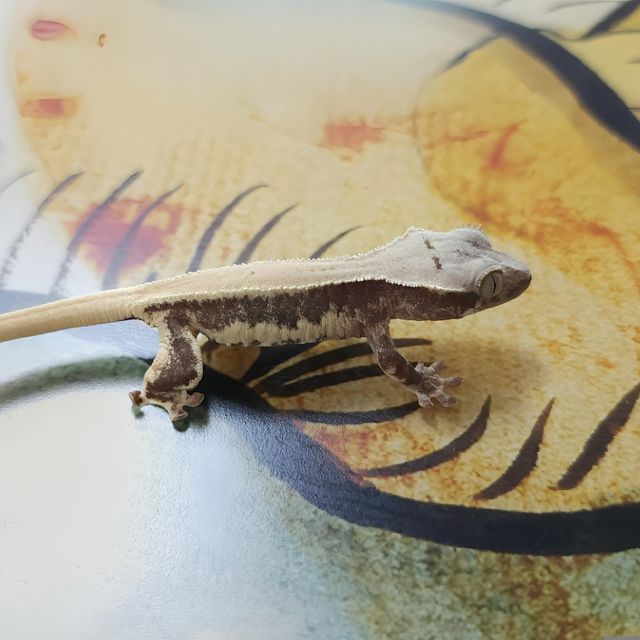 Lilly Het Axanthic