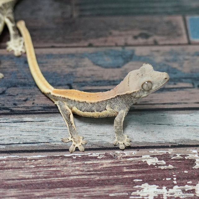 Lilly Het Axanthic