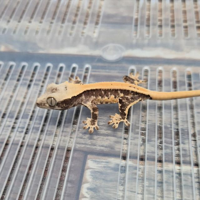Lilly Het Axanthic