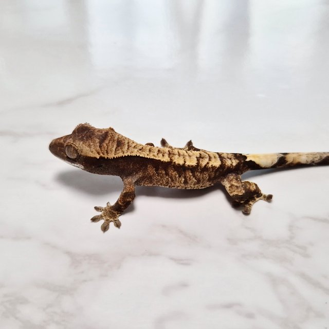 Het Axanthic