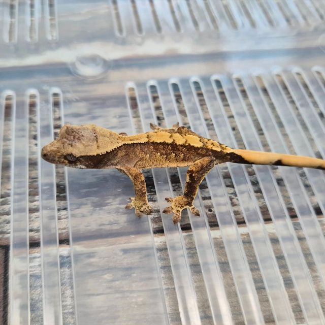 Het Axanthic