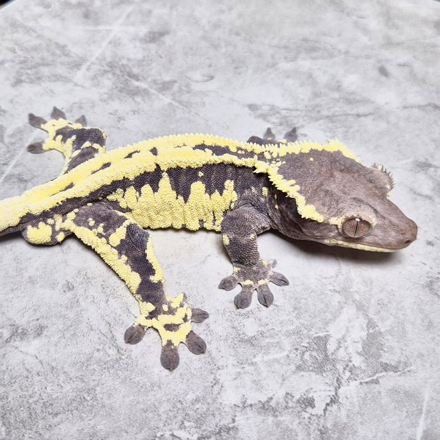 Axanthic Frappuccino Lilly Axanthic