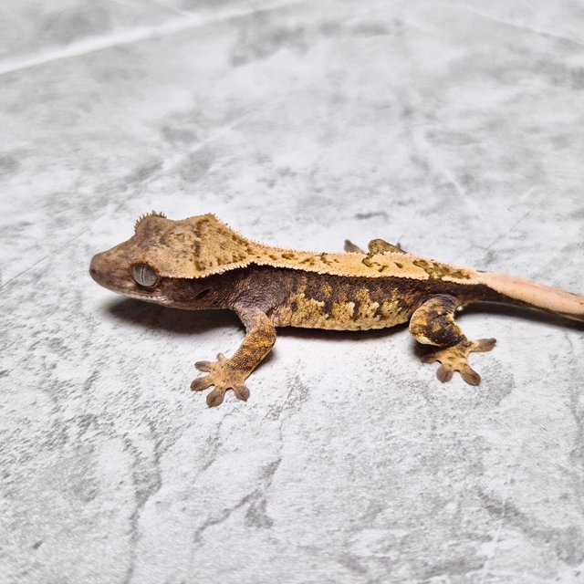 Het Axanthic