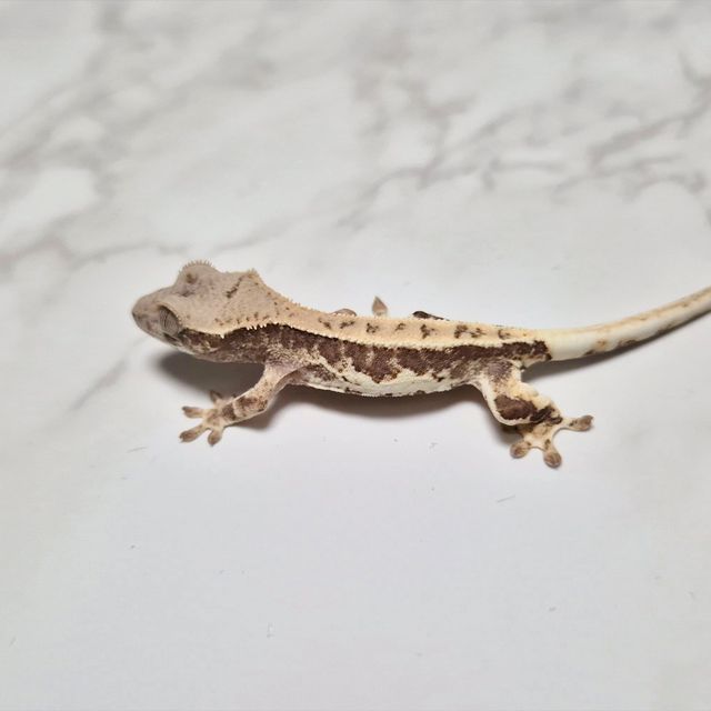 Frappuccino Het Axanthic