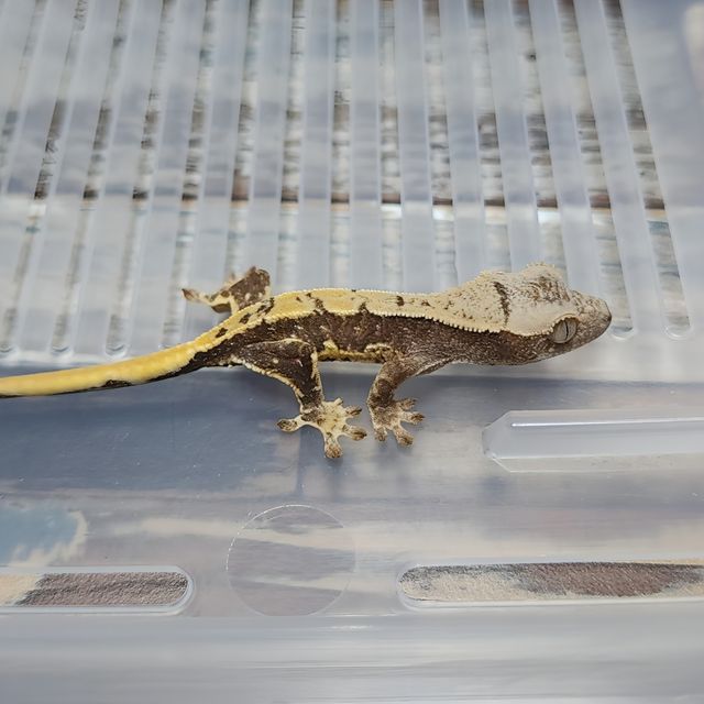 Lilly Het Axanthic