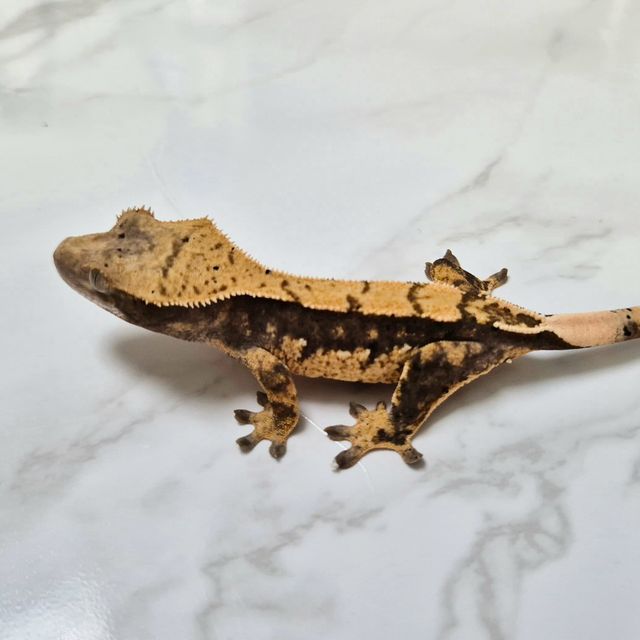 Het Axanthic
