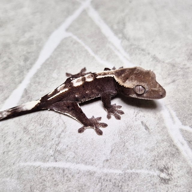 Axanthic Cappuccino