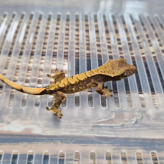 Het Axanthic