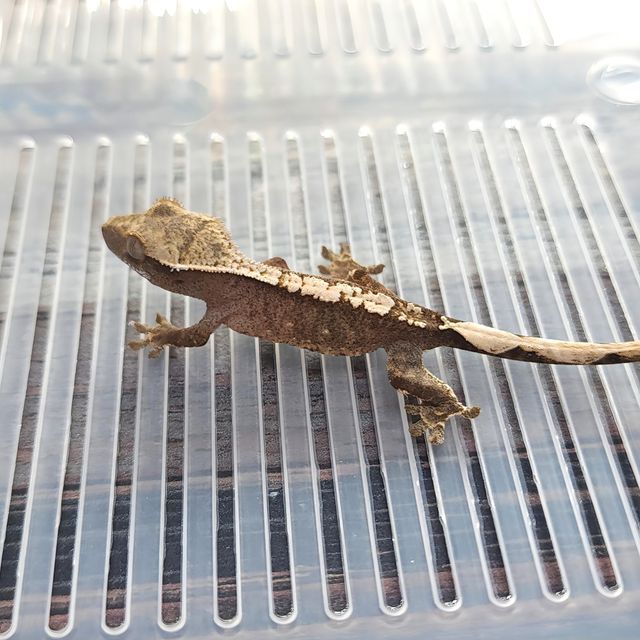 Het Axanthic Cappuccino