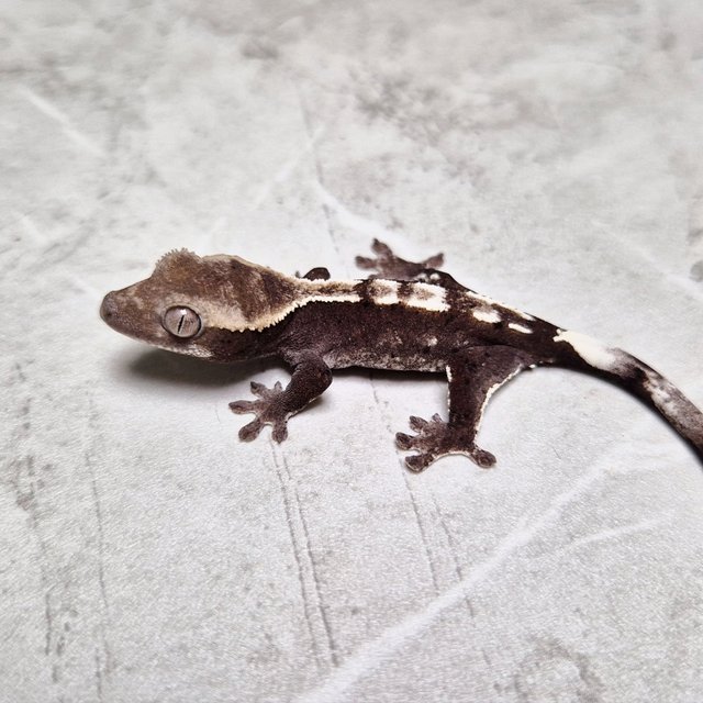Axanthic Cappuccino