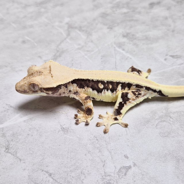 Lilly Het Axanthic