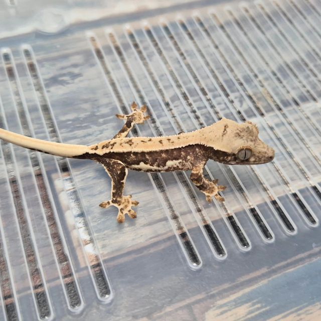 Lilly Het Axanthic