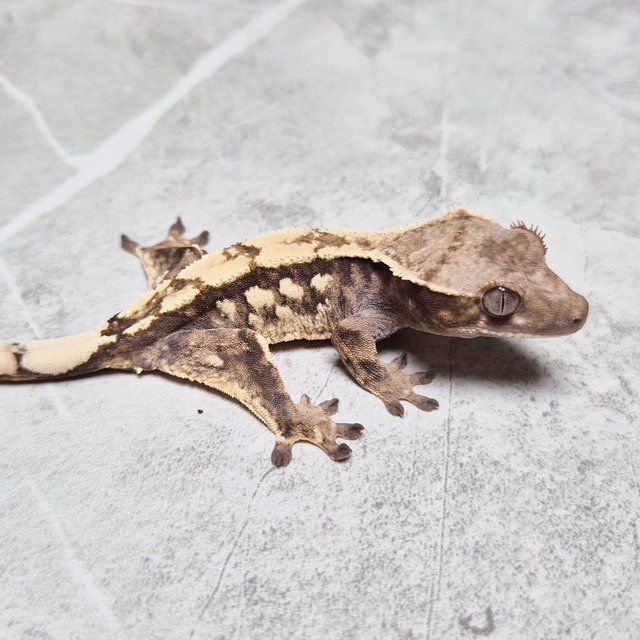 Het Axanthic Sable