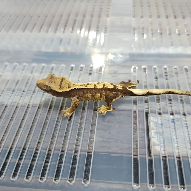 Het Axanthic
