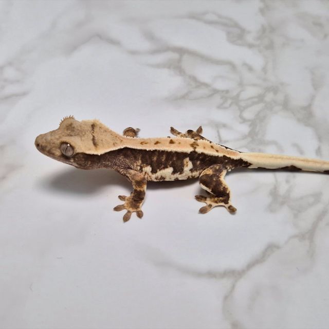 Lilly Het Axanthic