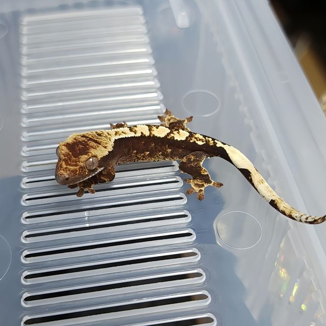 Het Axanthic