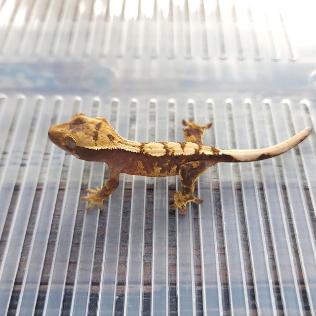 Het Axanthic