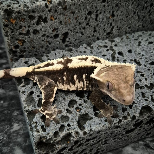 Axanthic Cappuccino