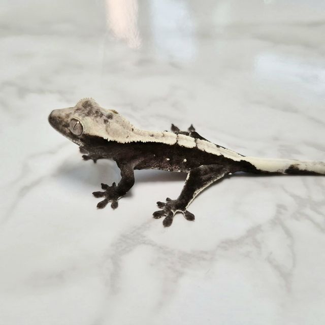 Axanthic