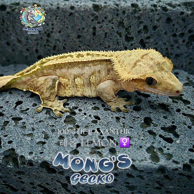 Het Axanthic Super Stripe Empty Back