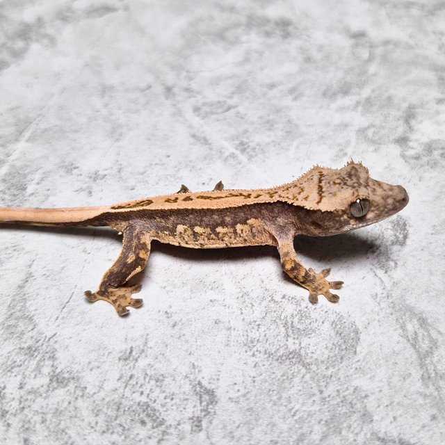 Het Axanthic Super Stripe
