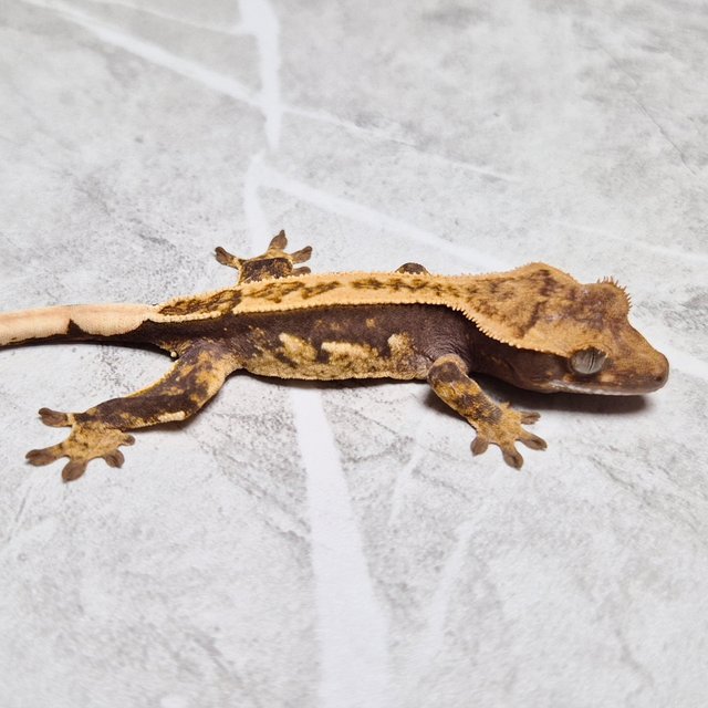 Het Axanthic