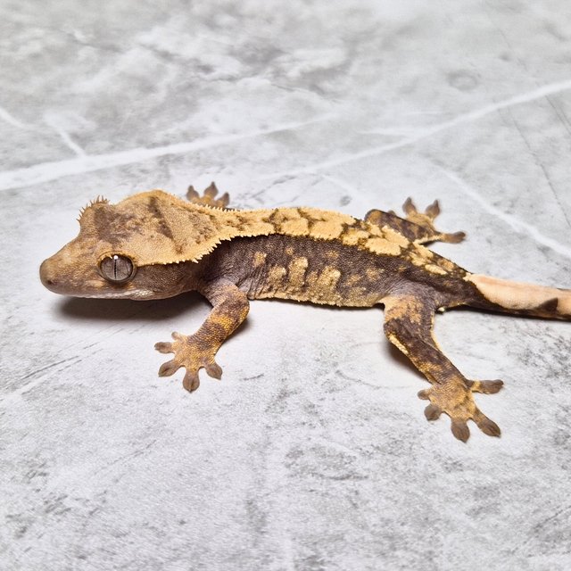 Het Axanthic