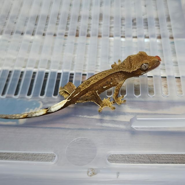 Phantom Het Axanthic