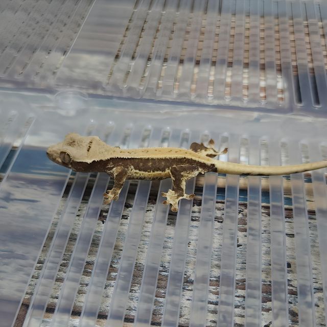 Lilly Het Axanthic