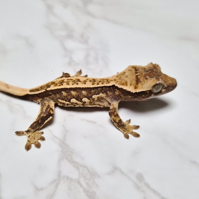 Het Axanthic