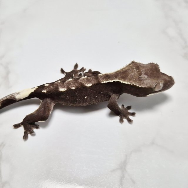 Lilly Axanthic Axanthic