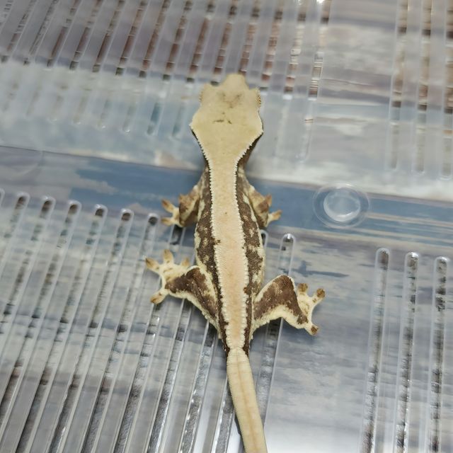 Lilly Het Axanthic