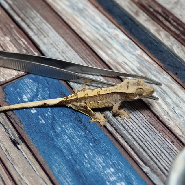 Het Axanthic