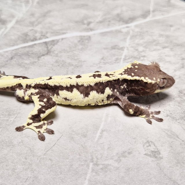 Frappuccino Lilly Axanthic Axanthic