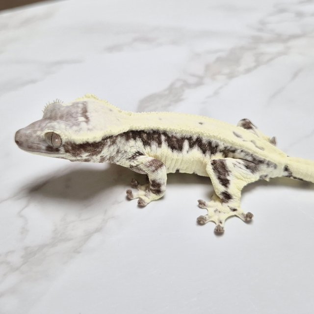Lilly Axanthic