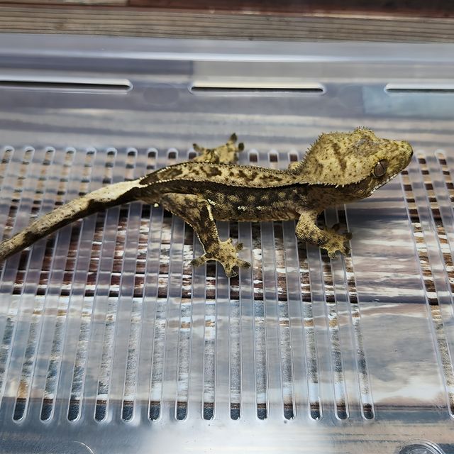 Het Axanthic
