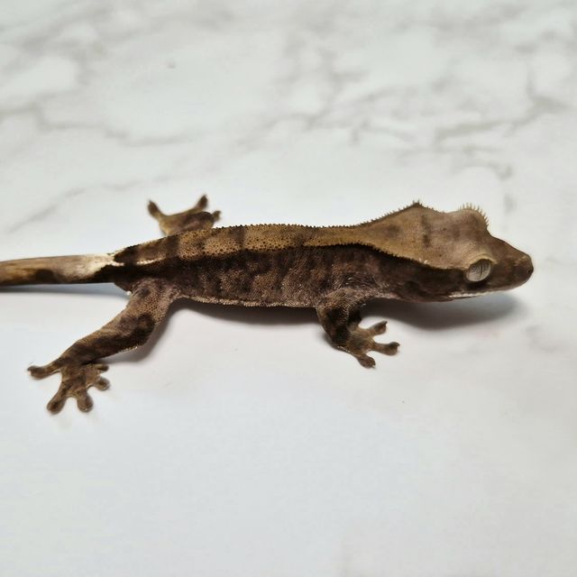 Cappuccino Het Axanthic