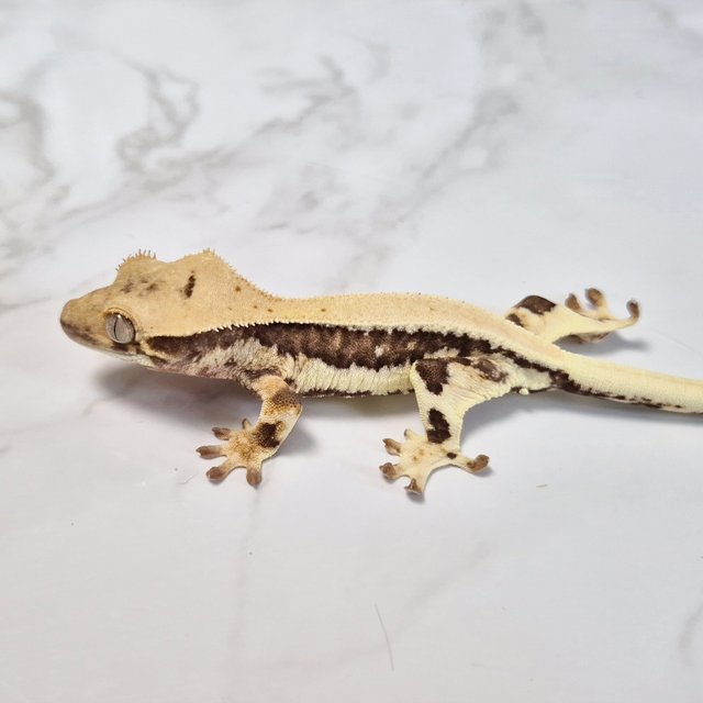 Lilly Het Axanthic
