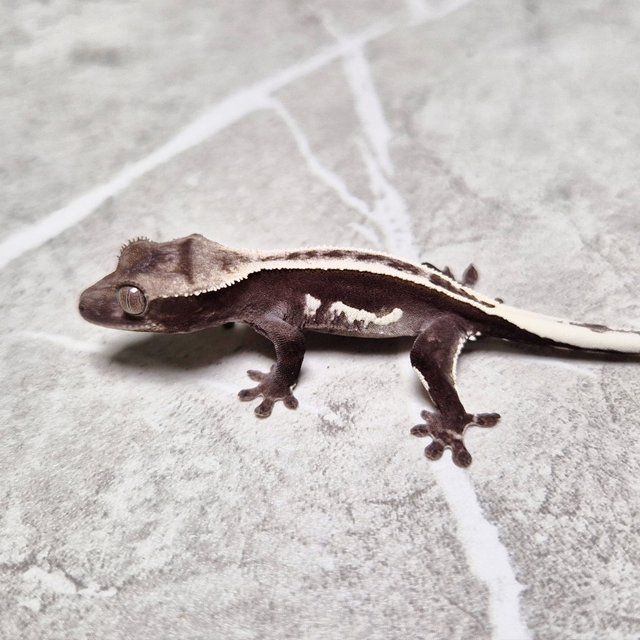 White Crown Axanthic Super Stripe