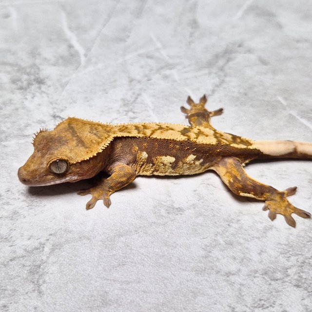 Het Axanthic