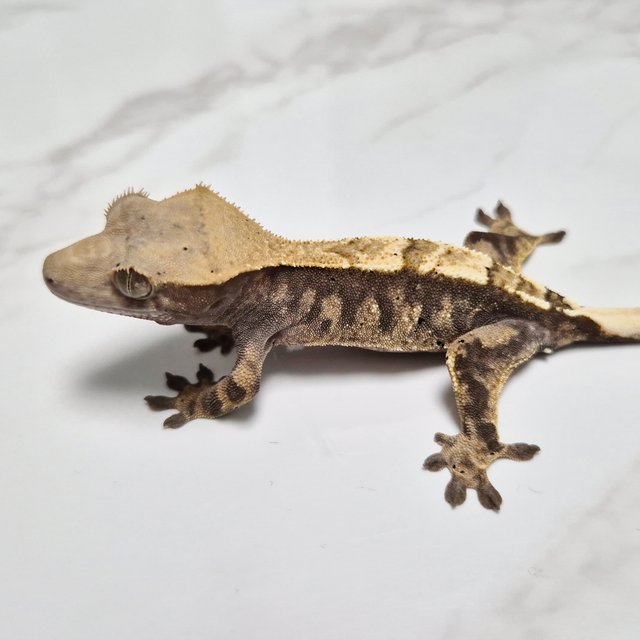 Cappuccino Het Axanthic