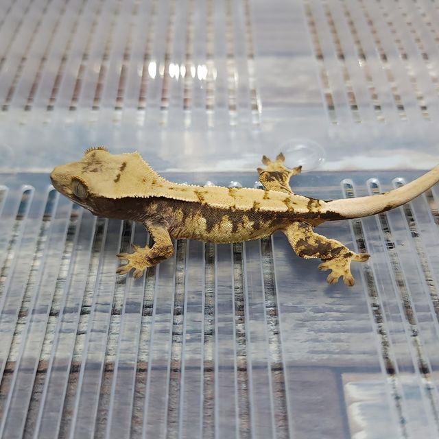 Het Axanthic