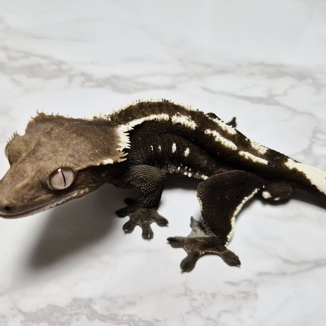 Axanthic