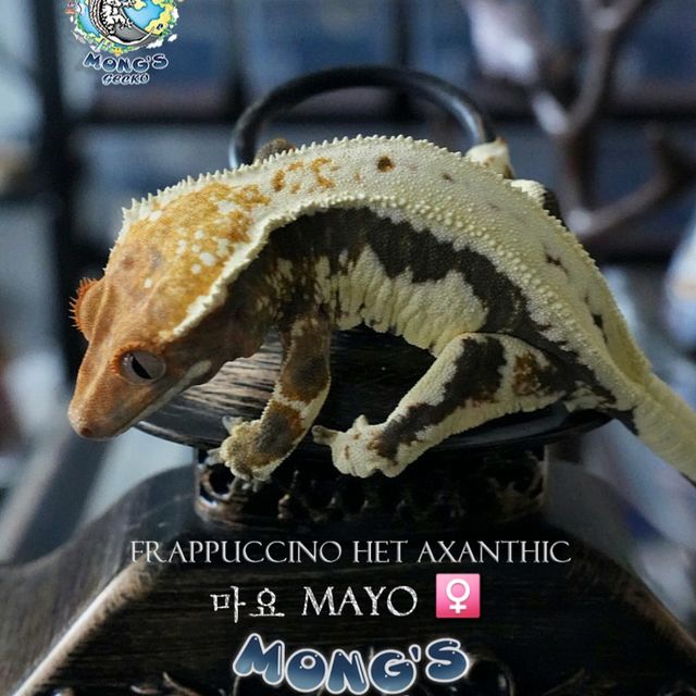 Frappuccino Het Axanthic
