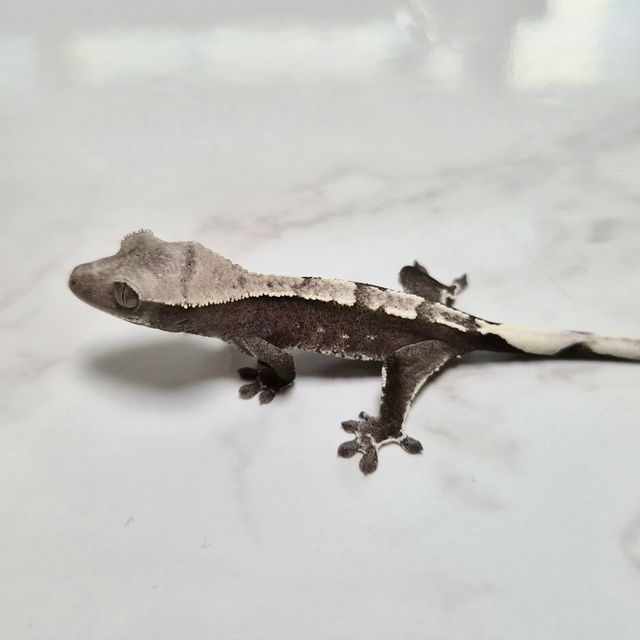 Axanthic